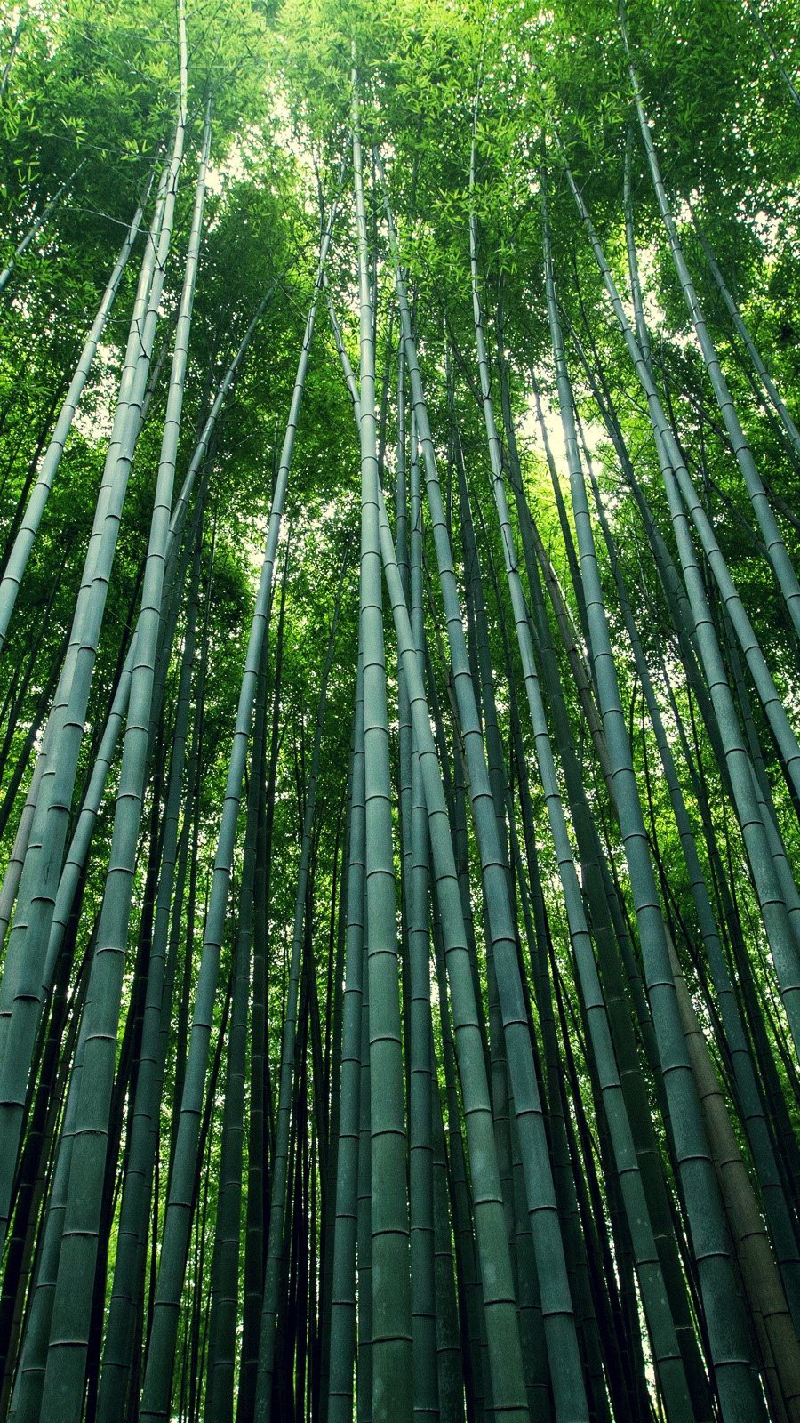 Bosque de bamboo Fondo de pantalla 2k Quad HD ID:2244