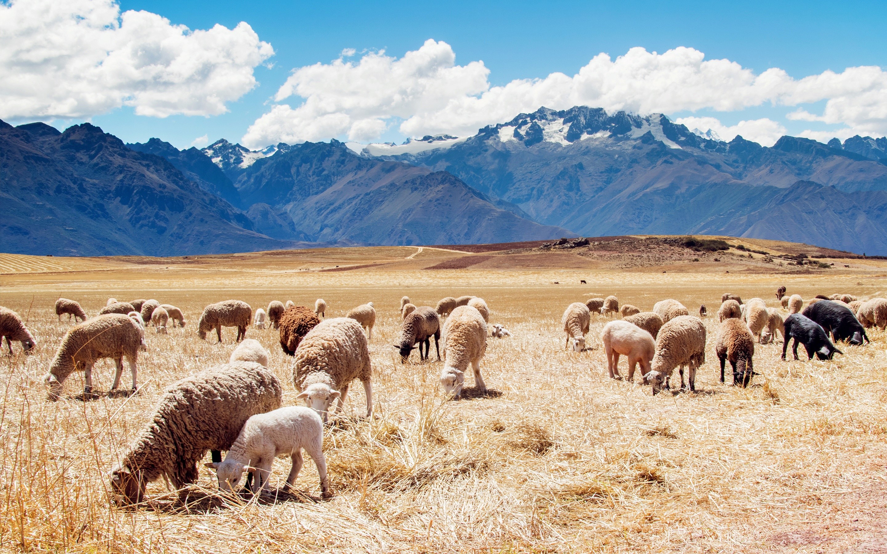 Campo con ovejas en Peru Fondo de pantalla ID:2469