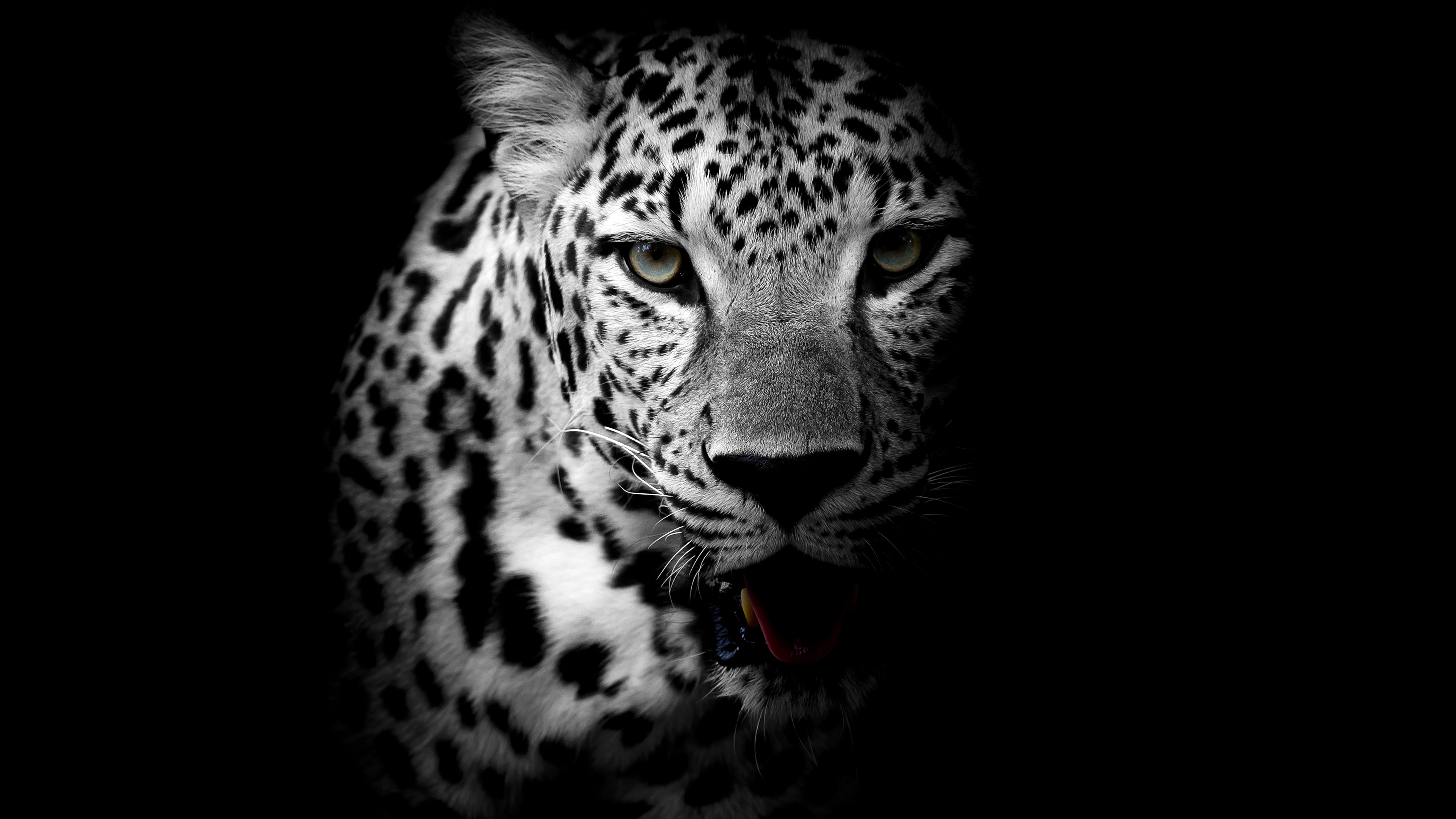 Leopardo En Blanco Y Negro Fondo De Pantalla 5k Ultra Hd Id 3455