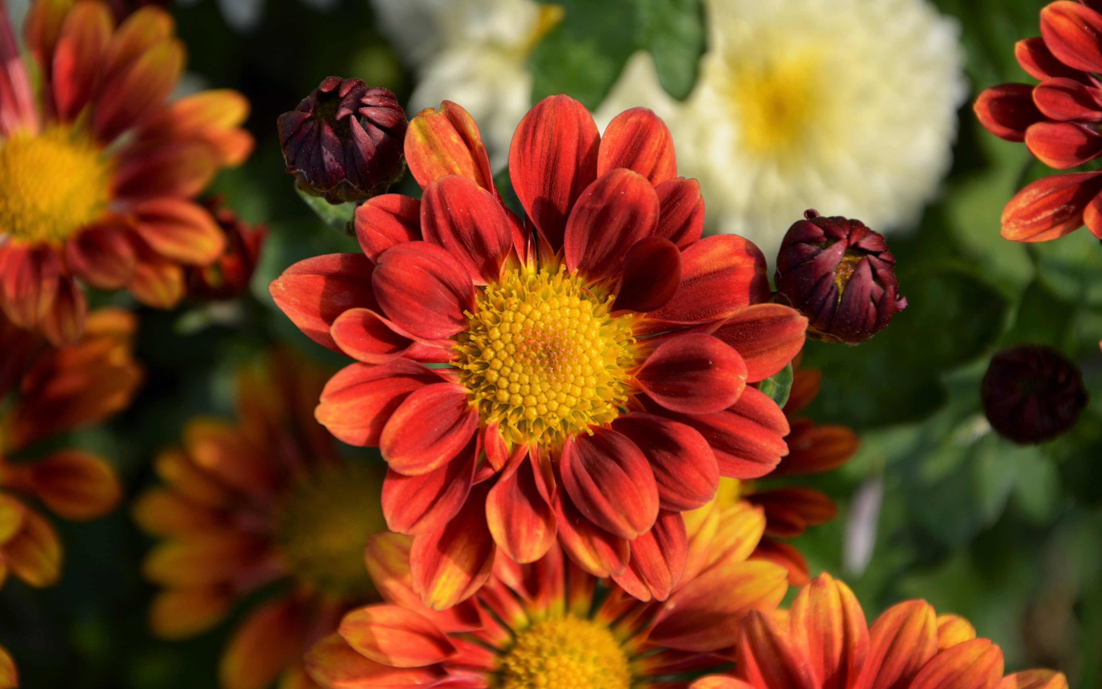 Flores Crisantemos Fondo de pantalla 4k Ultra HD ID:4090