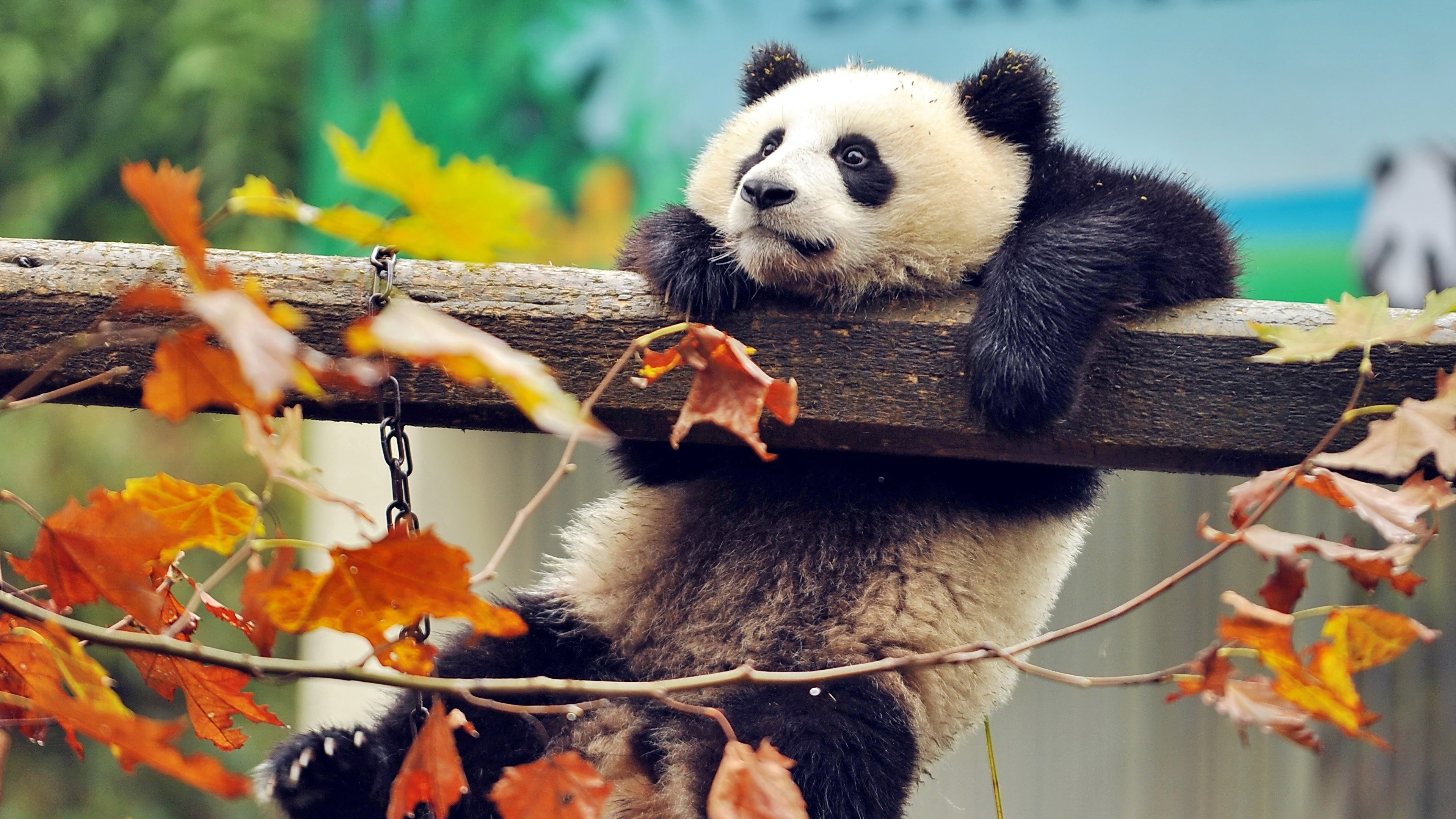 Panda agarrado de una rama Fondo de pantalla 4k Ultra HD ID:4562