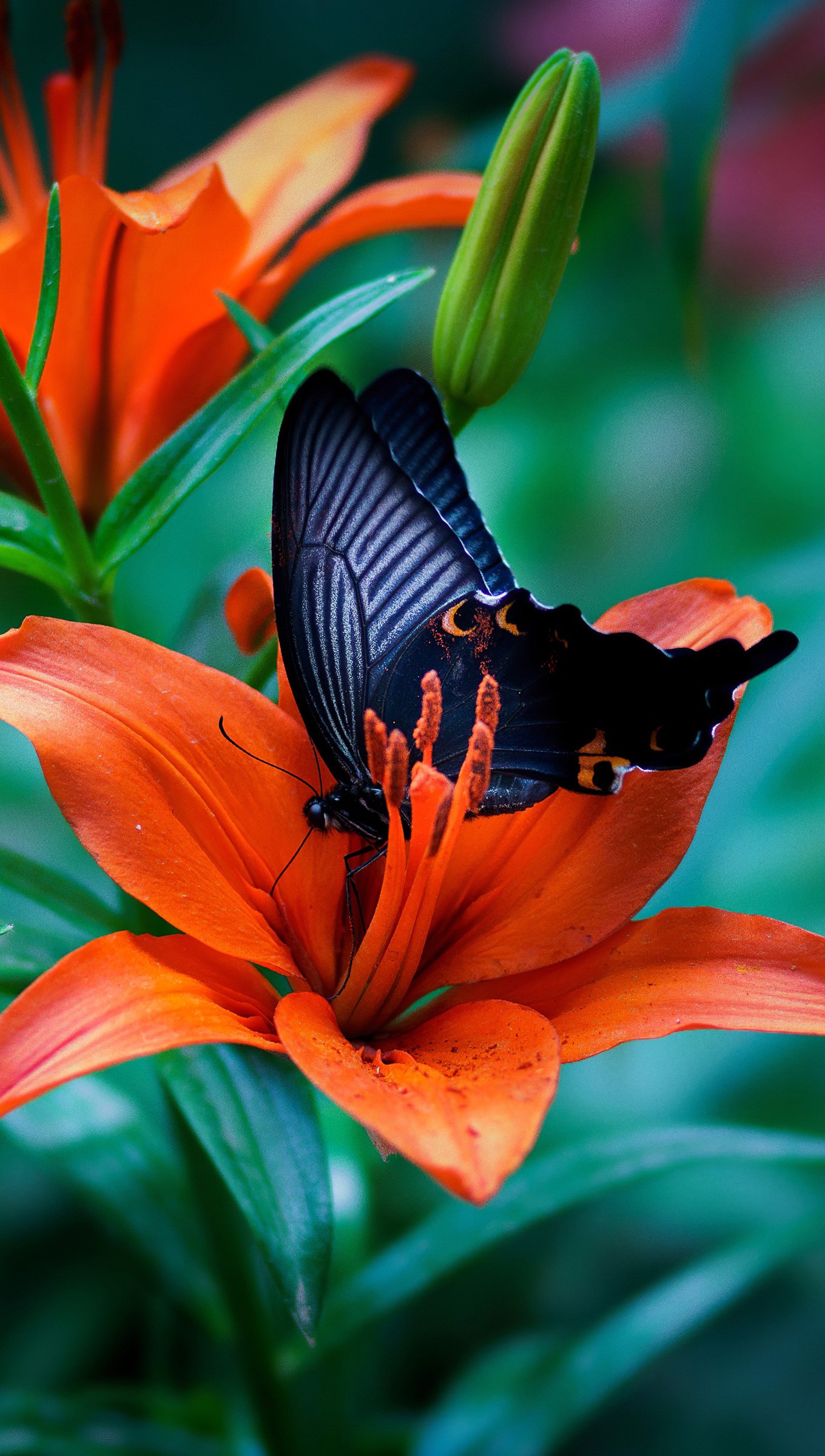 Mariposa en flor Fondo de pantalla 4k Ultra HD ID:4877