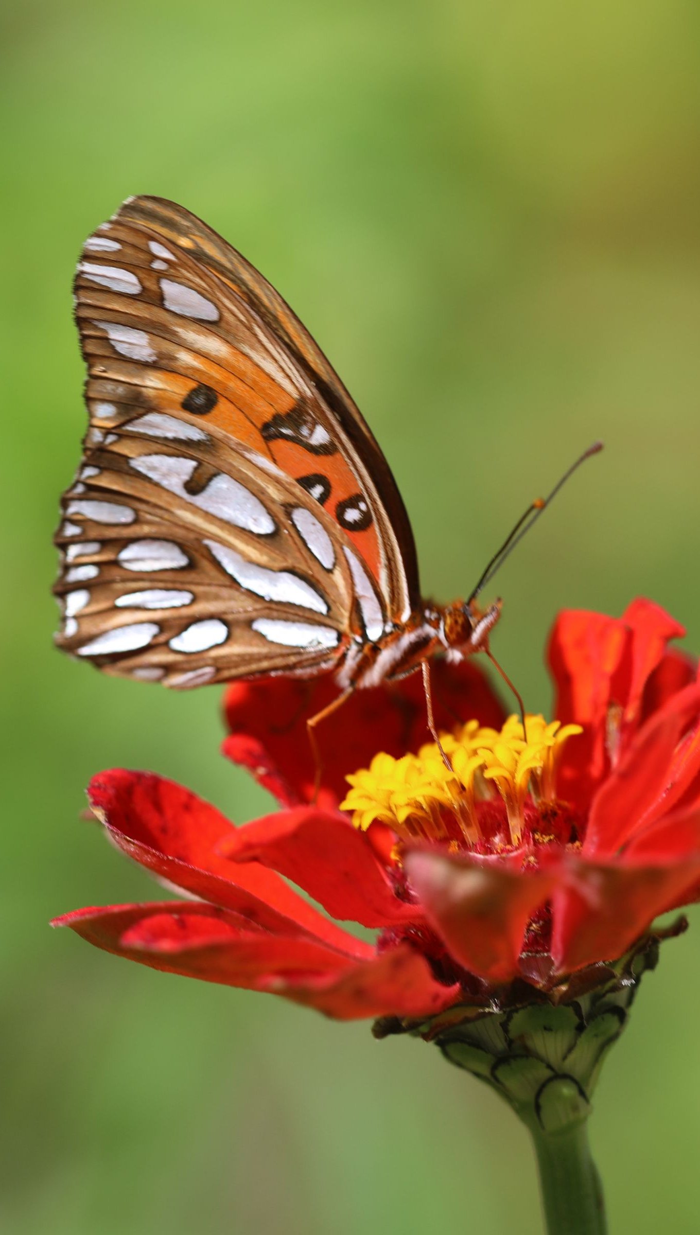 Mariposa en flor roja Fondo de pantalla 4k Ultra HD ID:6536