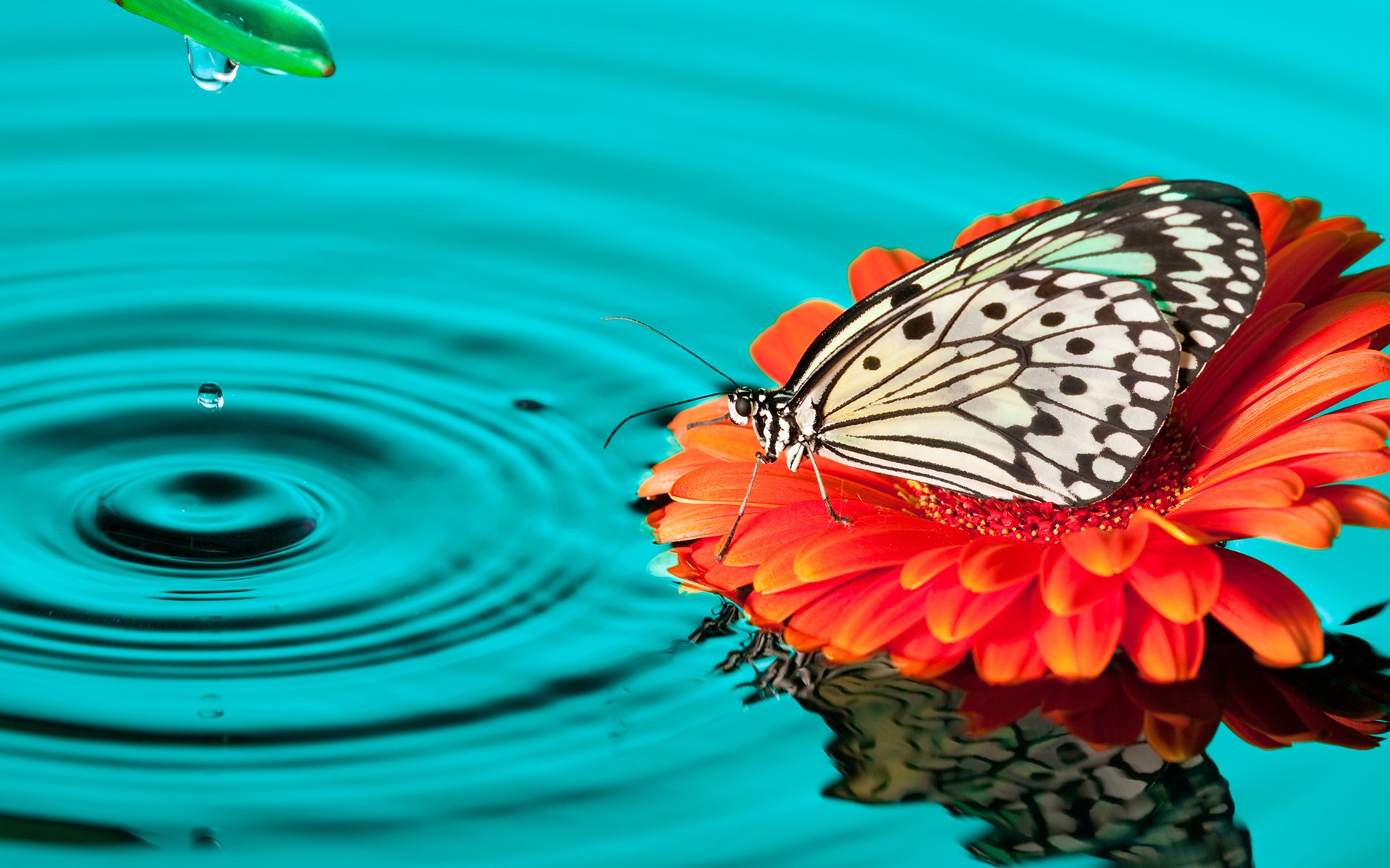 Mariposa en flor sobre el agua Fondo de pantalla Full HD ID:6550