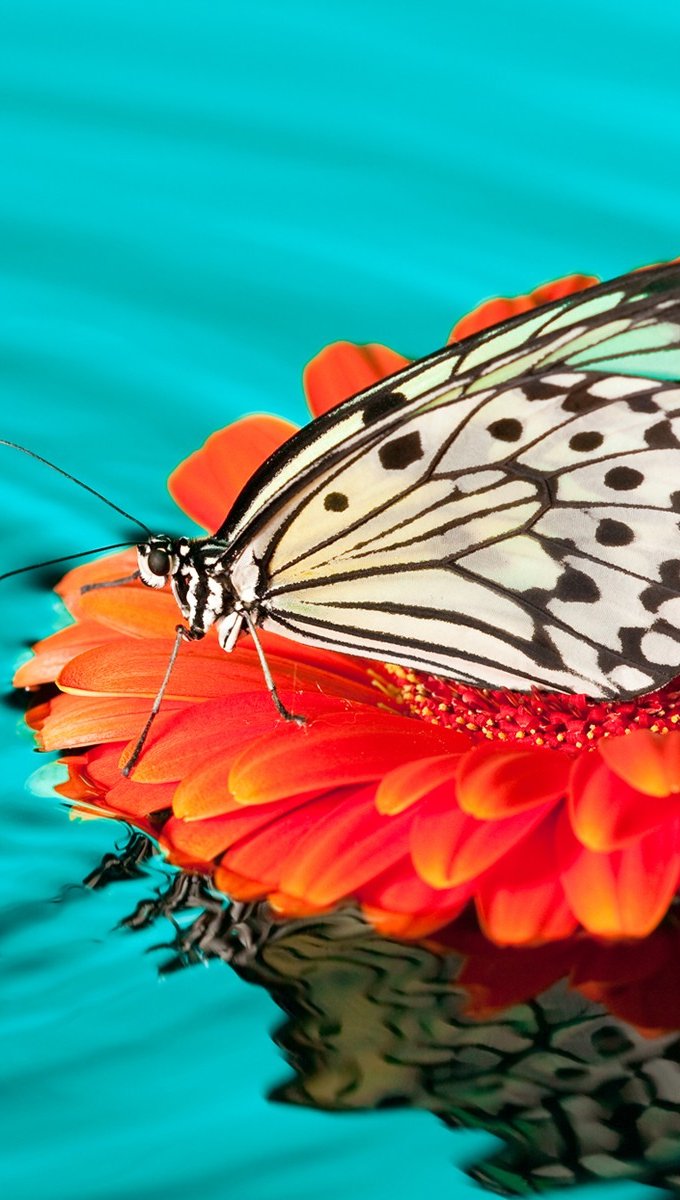 Mariposa en flor sobre el agua Fondo de pantalla Full HD ID:6550