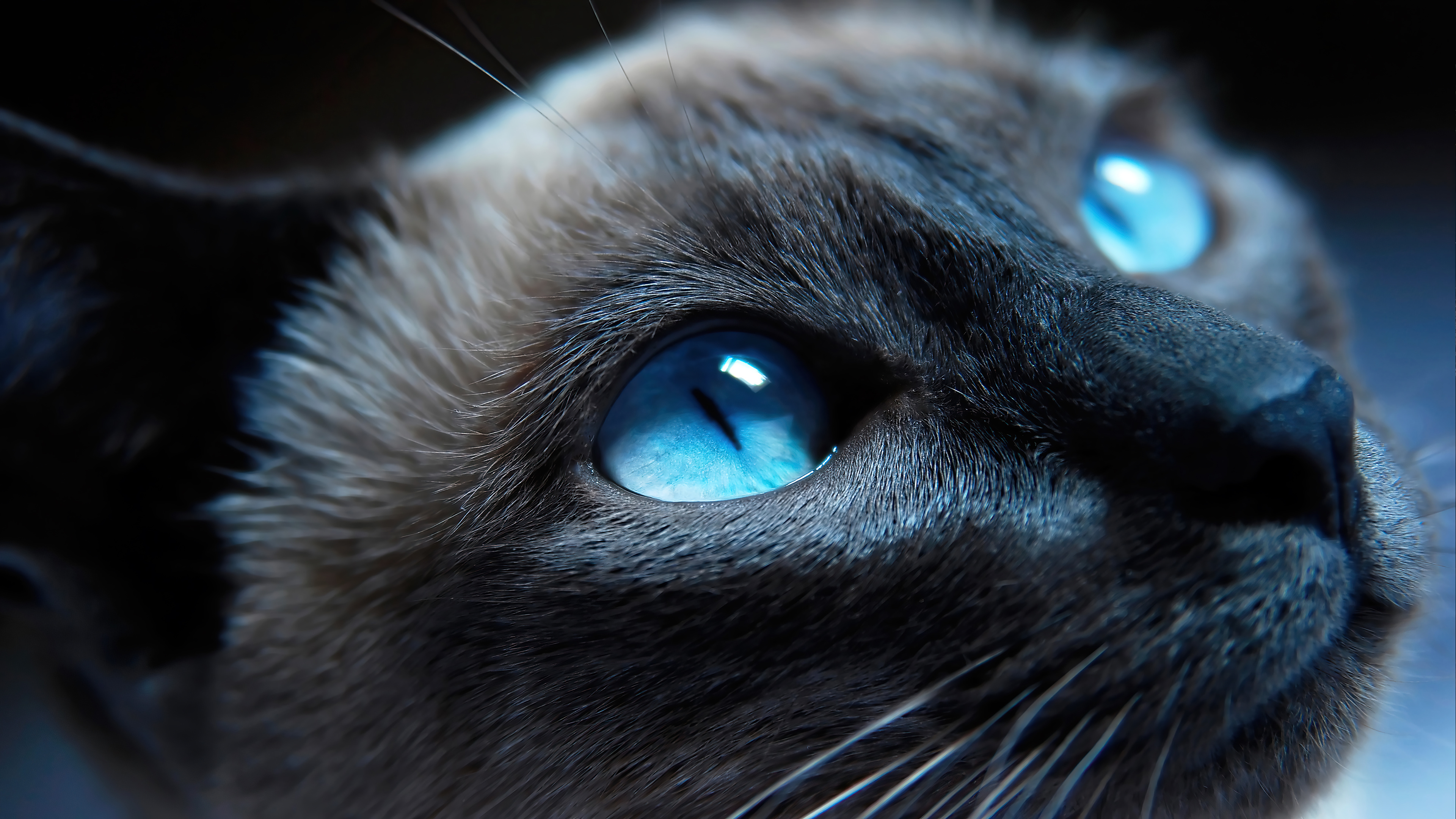 Gato con ojos azules Fondo de pantalla 4k Ultra HD ID:6560