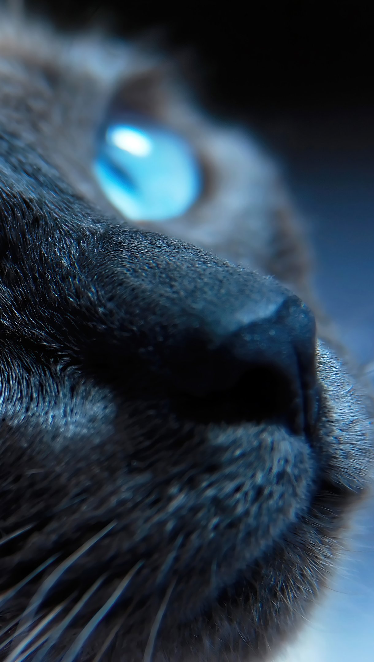 Gato con ojos azules Fondo de pantalla 4k Ultra HD ID:6560