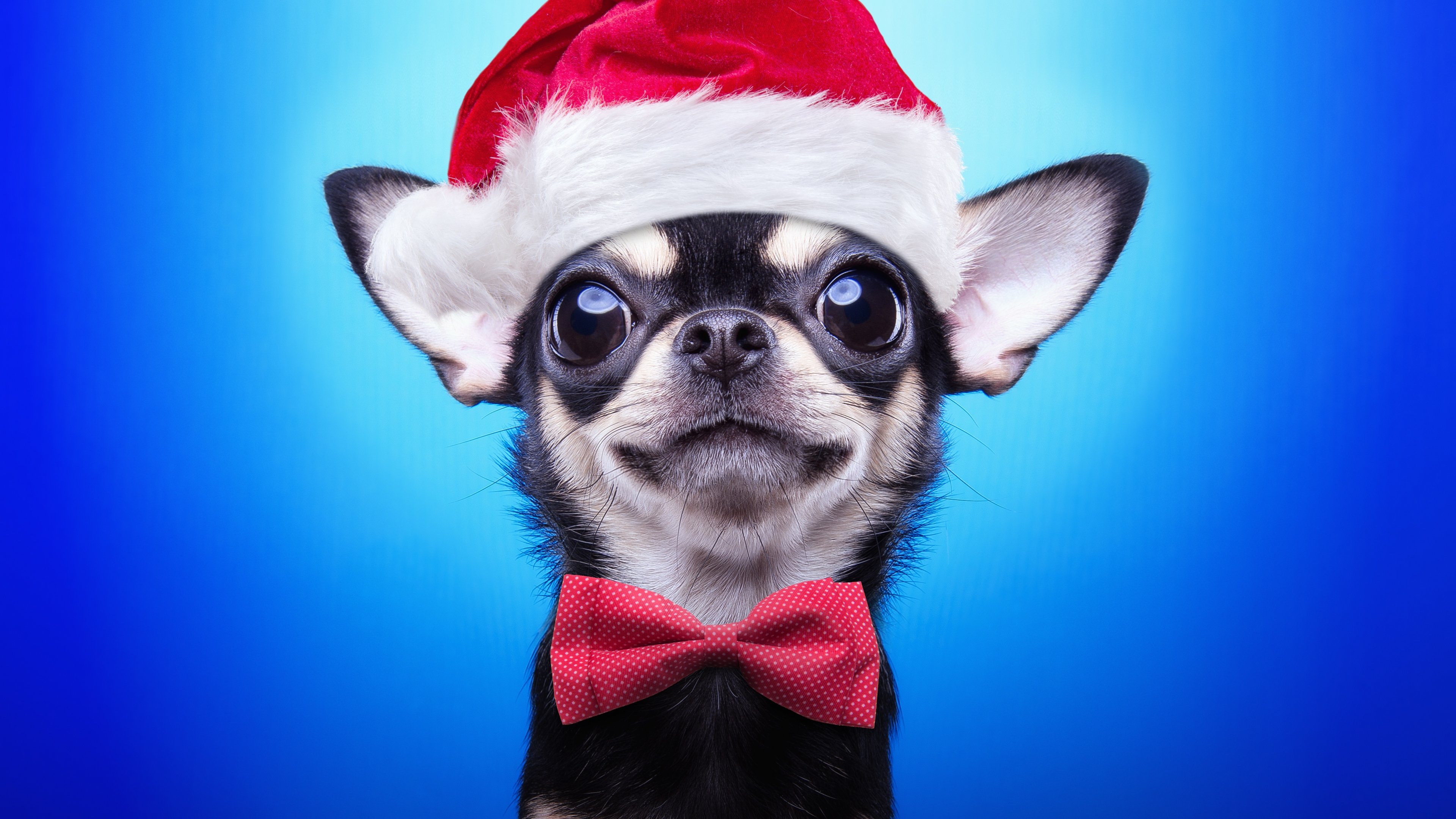 Perro Chihuahua con Gorro de Navidad Fondo de pantalla ID:6678