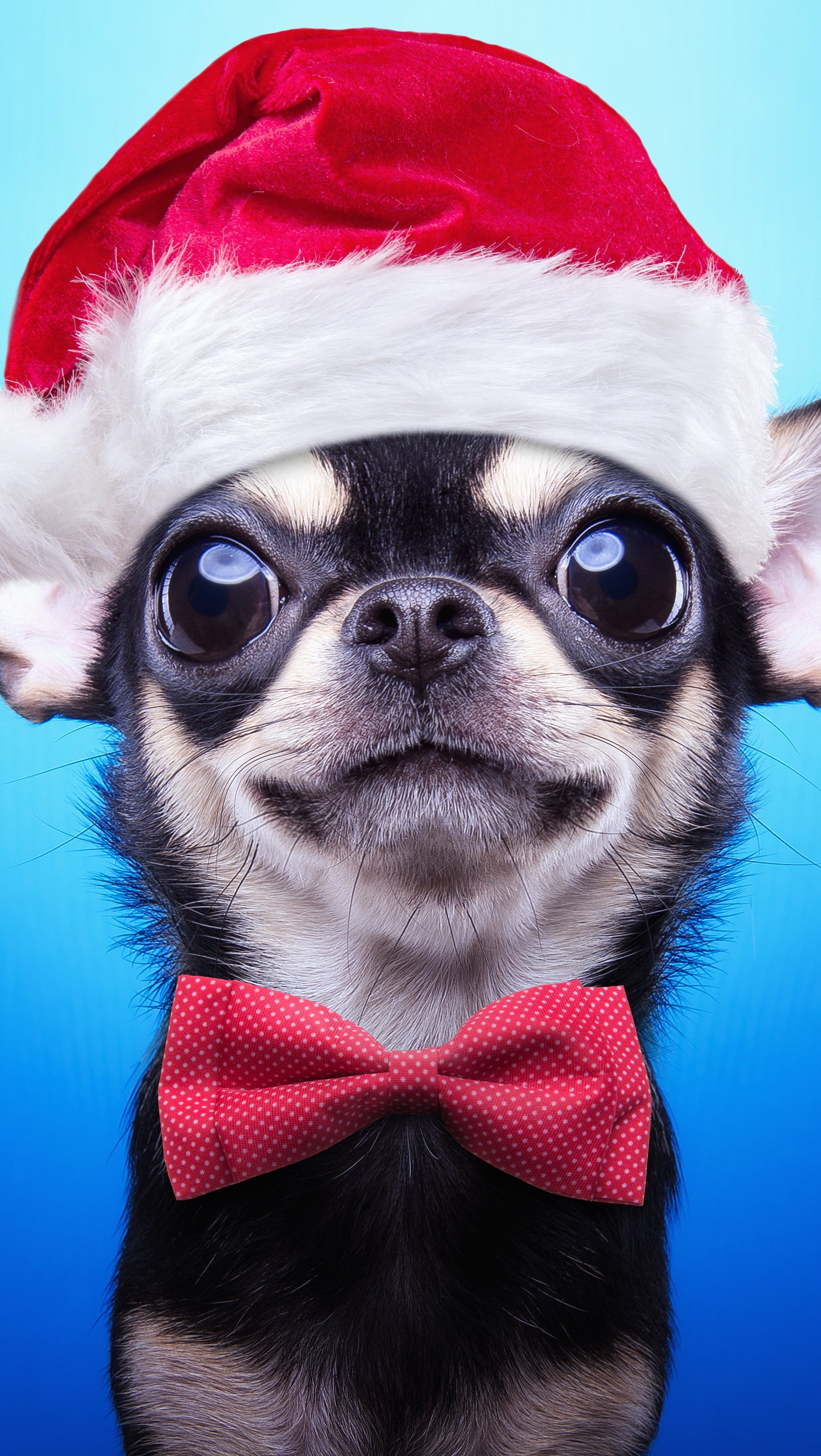 Perro Chihuahua con Gorro de Navidad Fondo de pantalla ID:6678