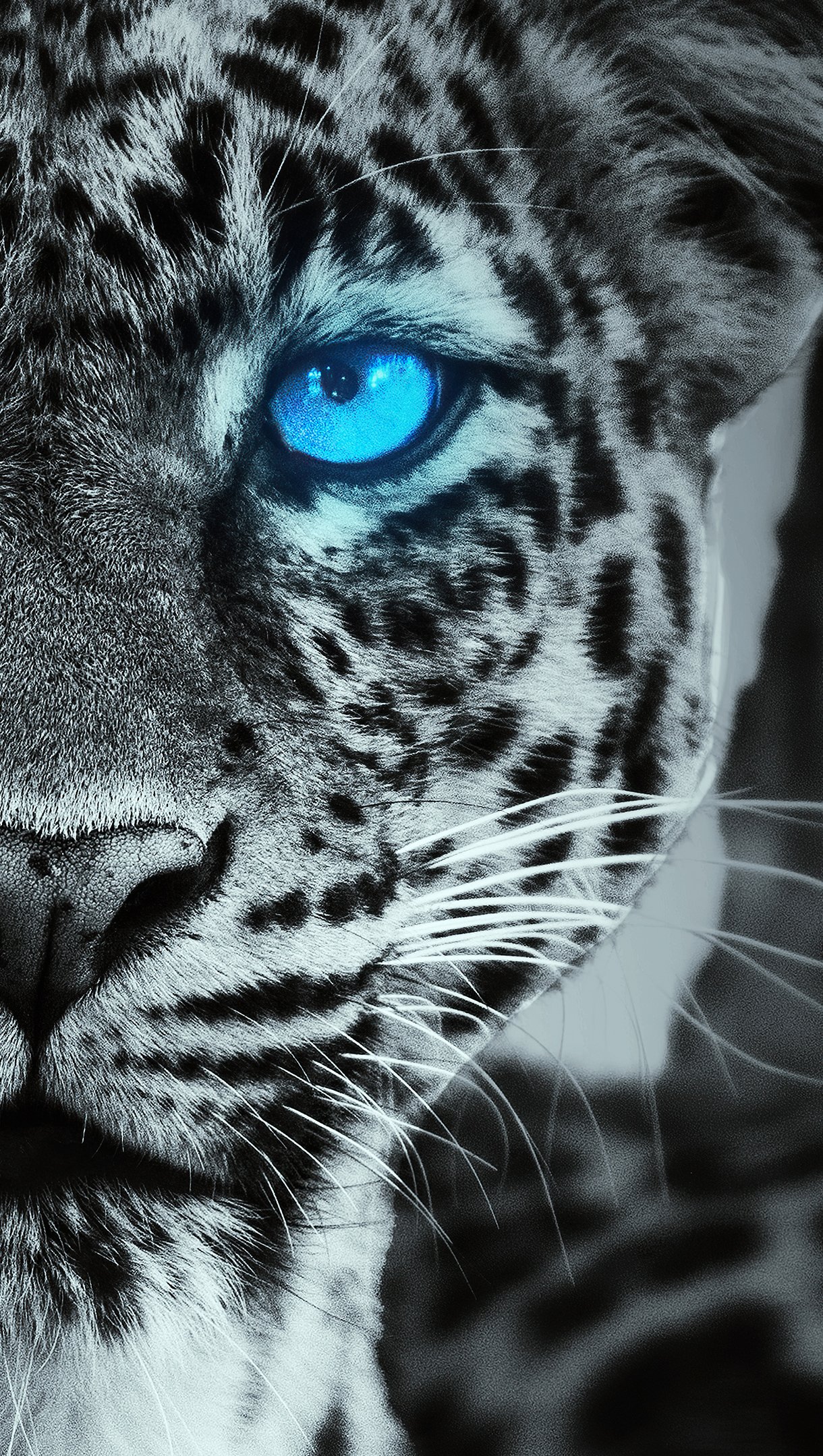 Tigre con ojos azules brillando Fondo de pantalla 4k Ultra HD ID:7232
