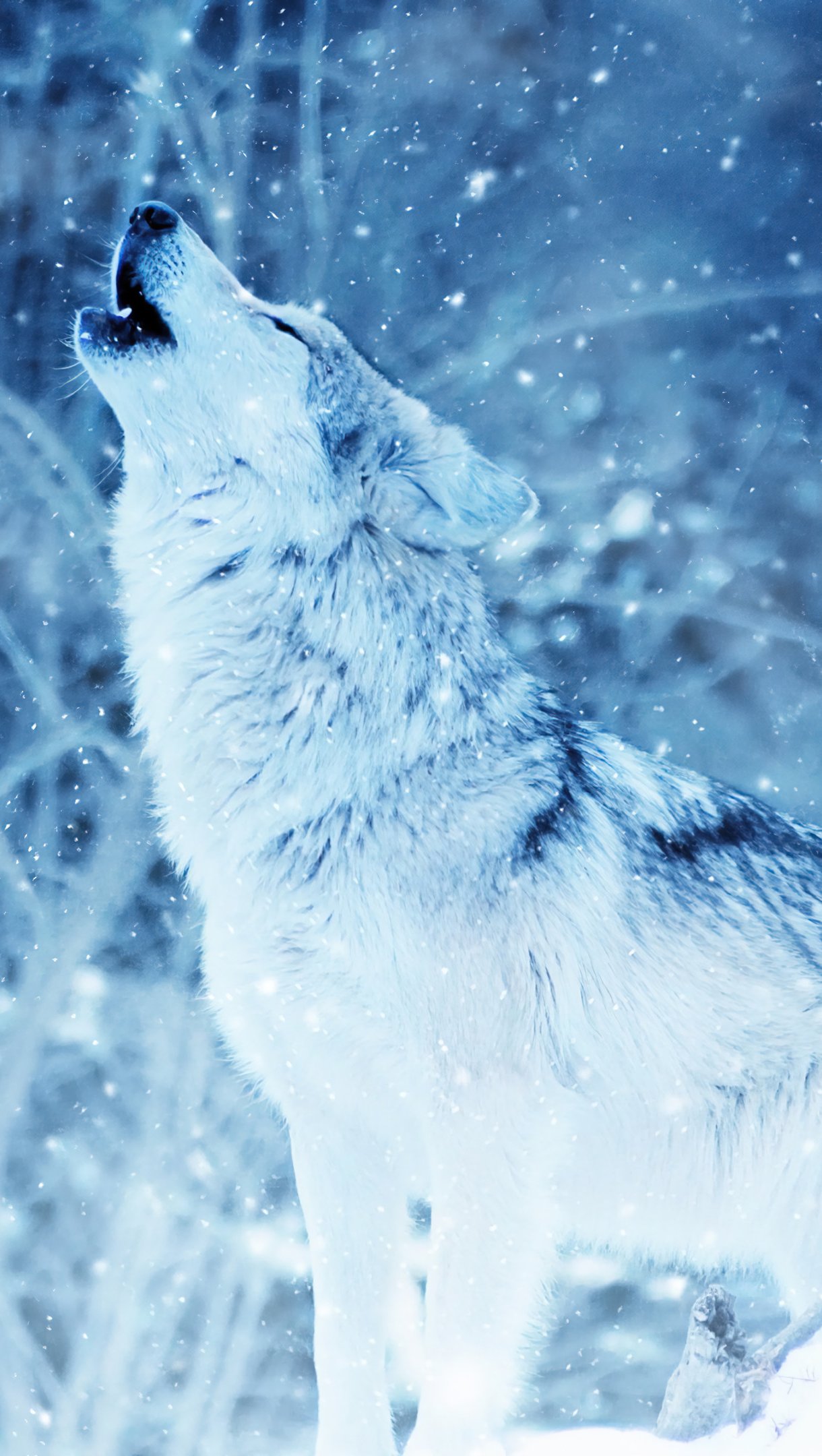 Lobo aullando en el invierno Fondo de pantalla 4k Ultra HD ID:7277