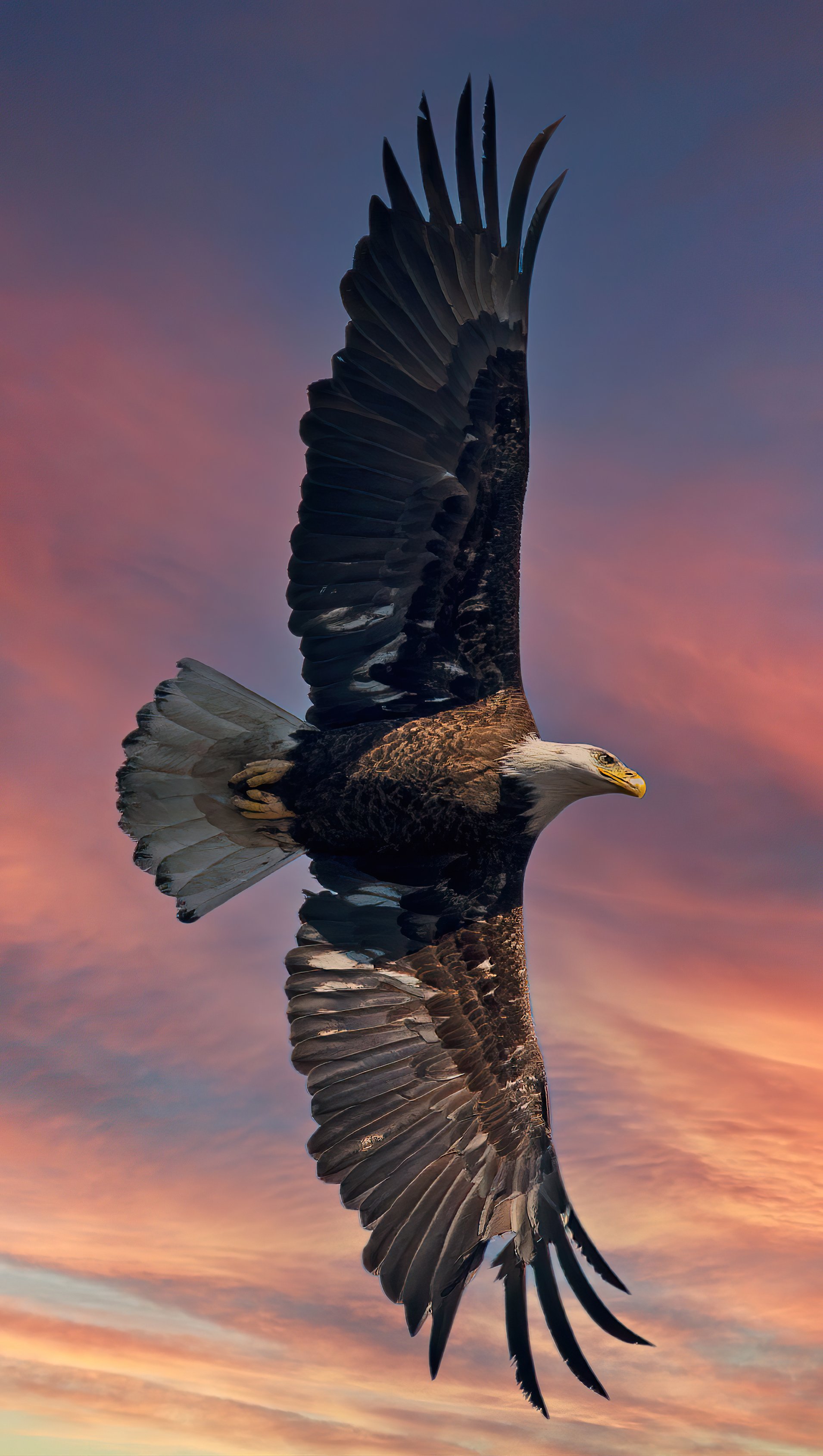 Águila calva con alas abiertas Fondo de pantalla 5k Ultra HD ID:7512