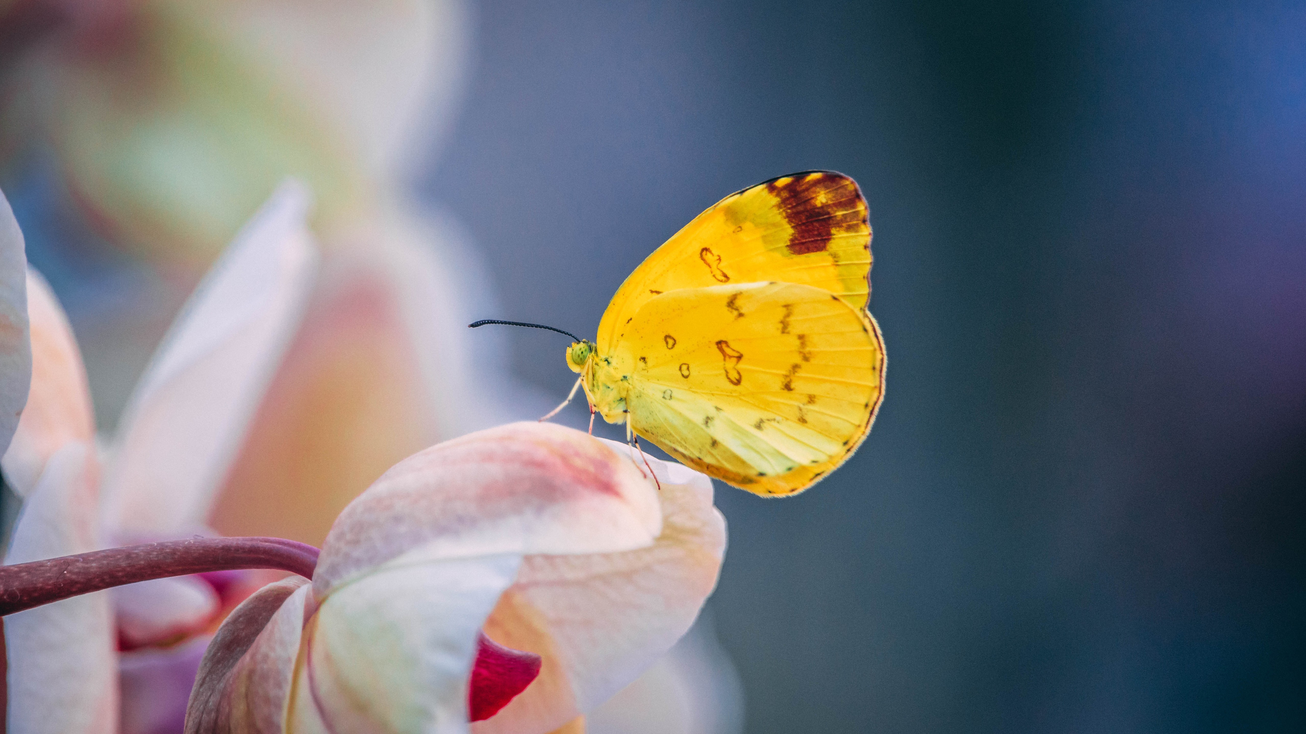 Mariposa amarilla sobre pétalo de flor Fondo de pantalla 5k Ultra HD ID:9533
