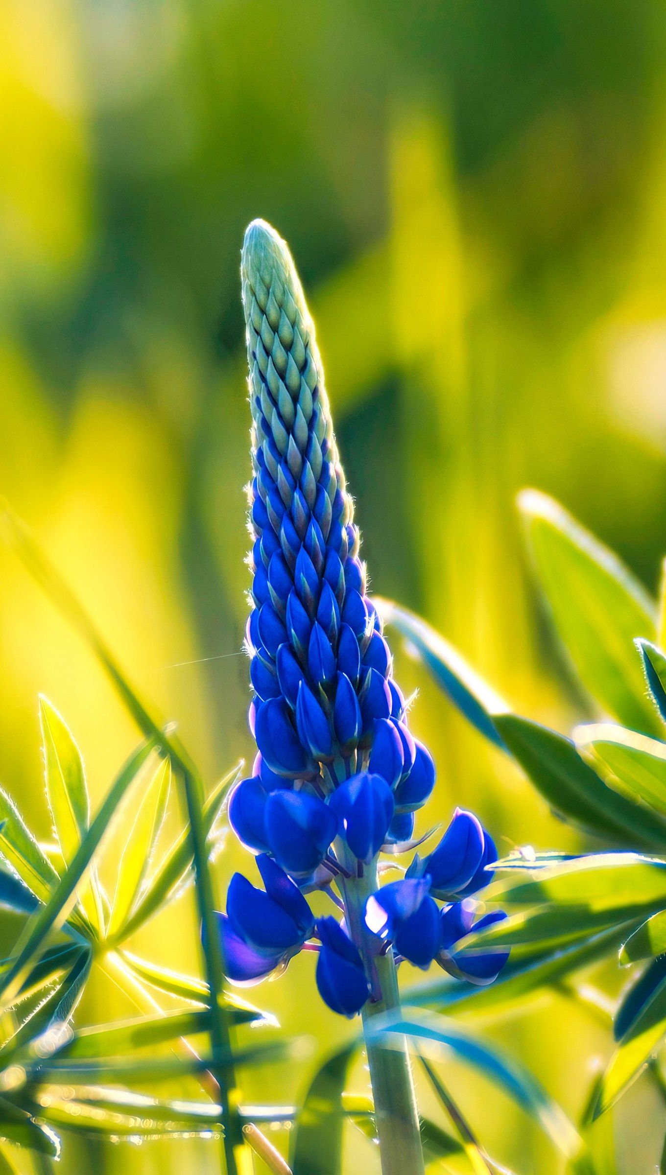 Lupine with leaves Wallpaper 4k Ultra HD ID:10188