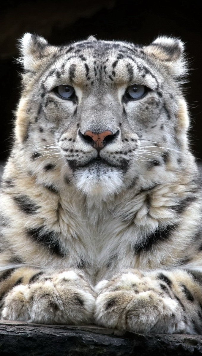 Snow leopard Wallpaper Full HD ID:1129