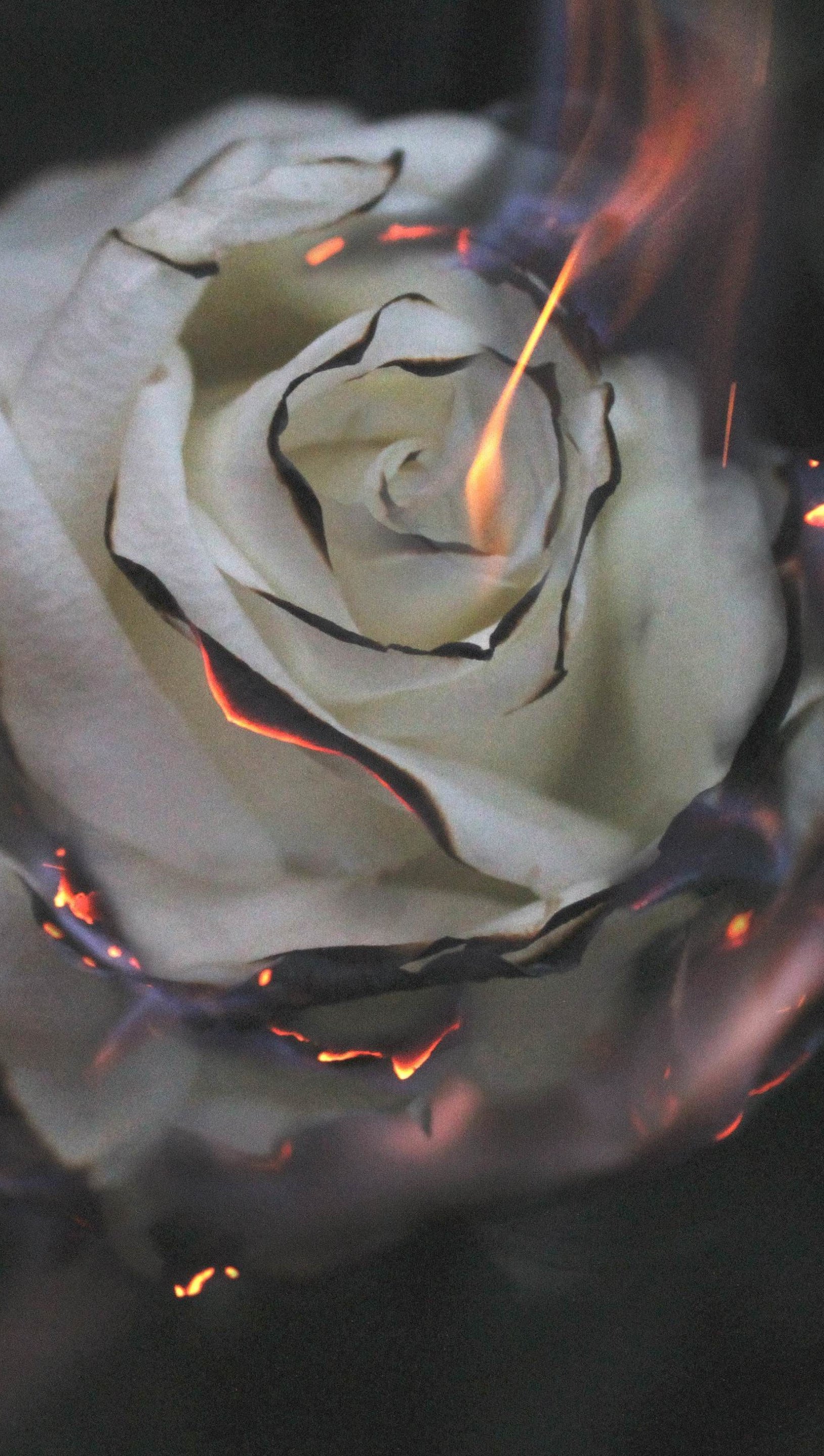 White rose on fire Wallpaper 5k Ultra HD ID:4622