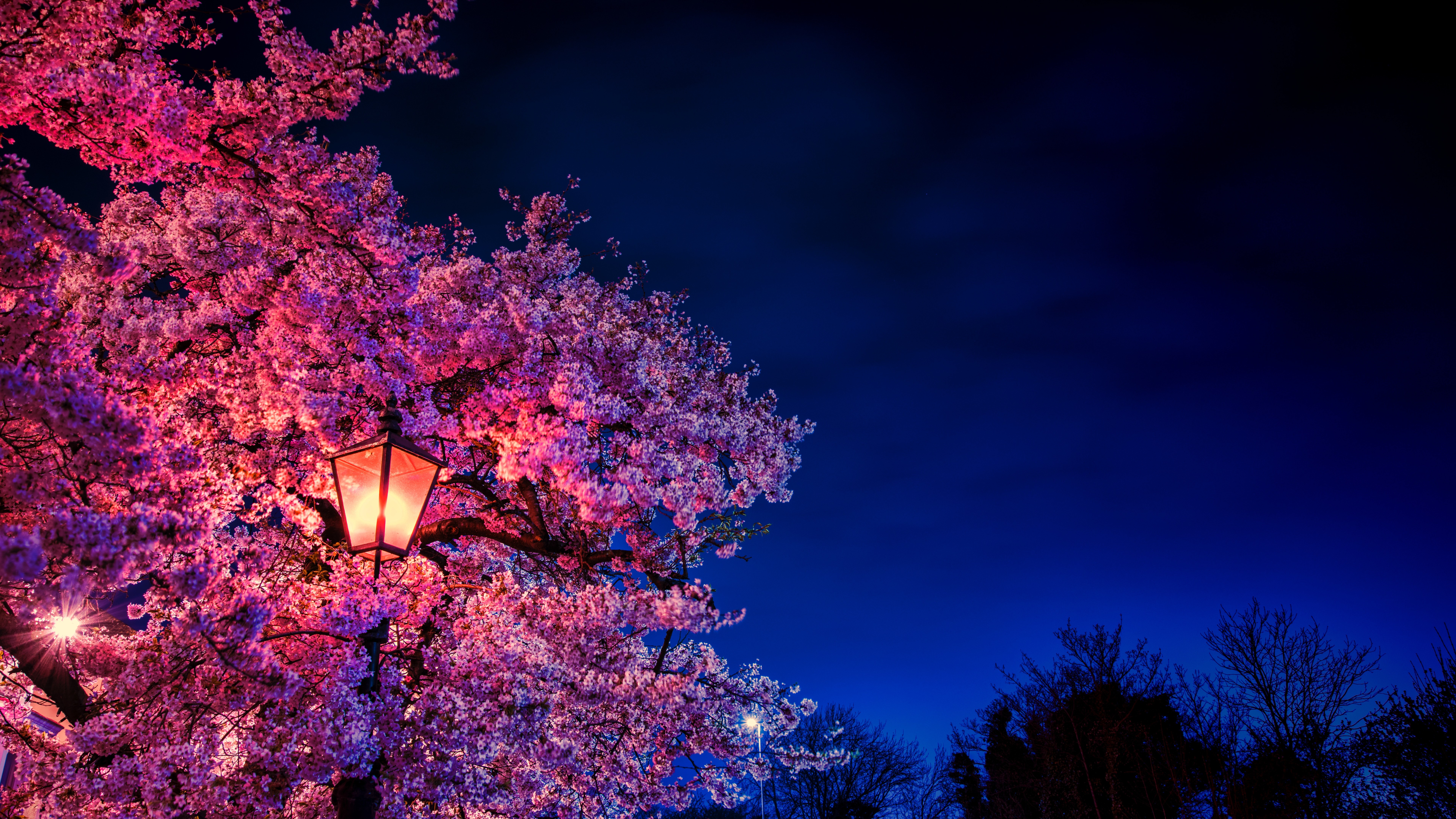 Cherry Blossom At Night Light Wallpaper 8k Ultra Hd Id 4632