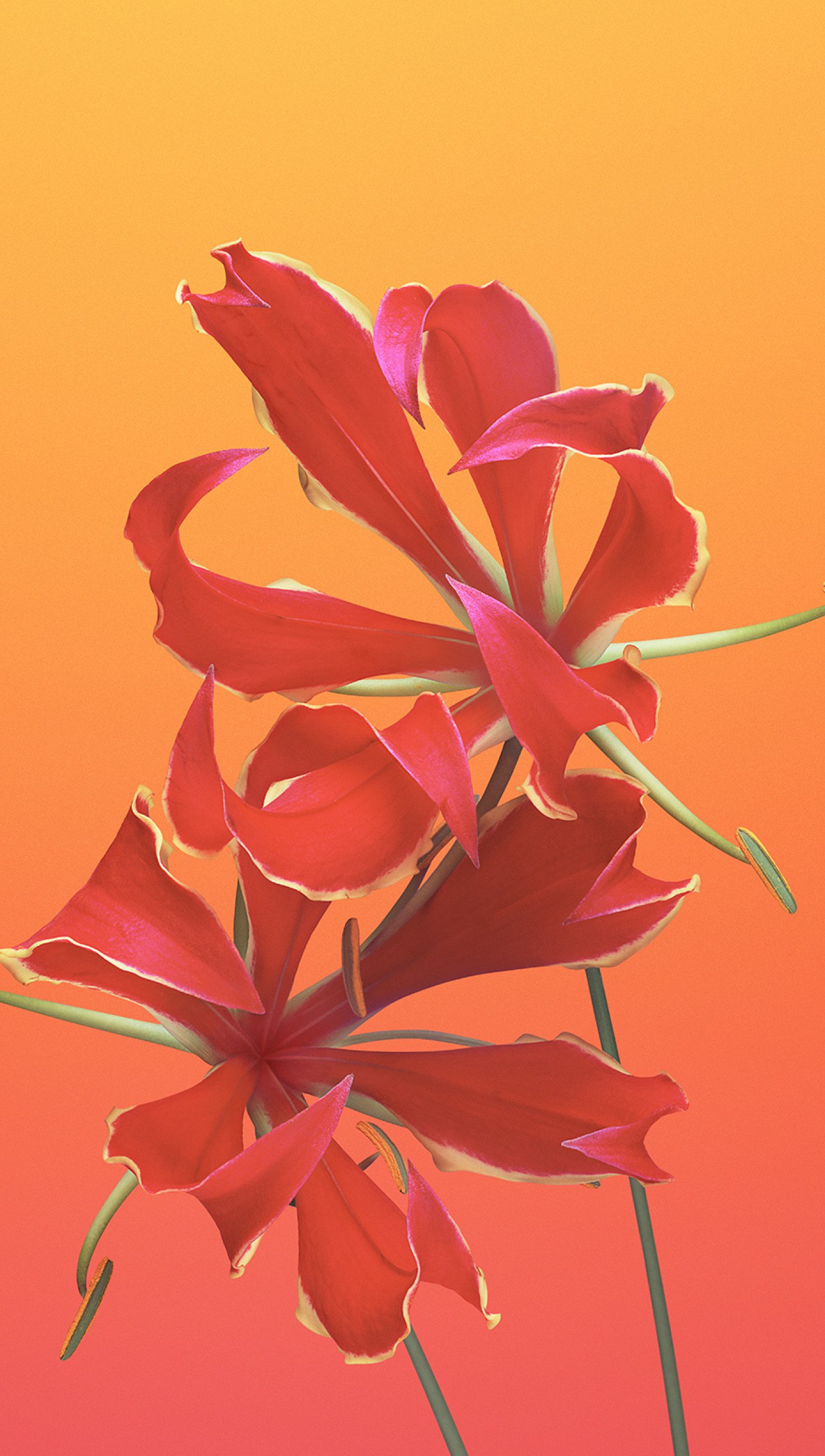 IOS 11 Flower Gloriosa Wallpaper 4k Ultra HD ID:4751