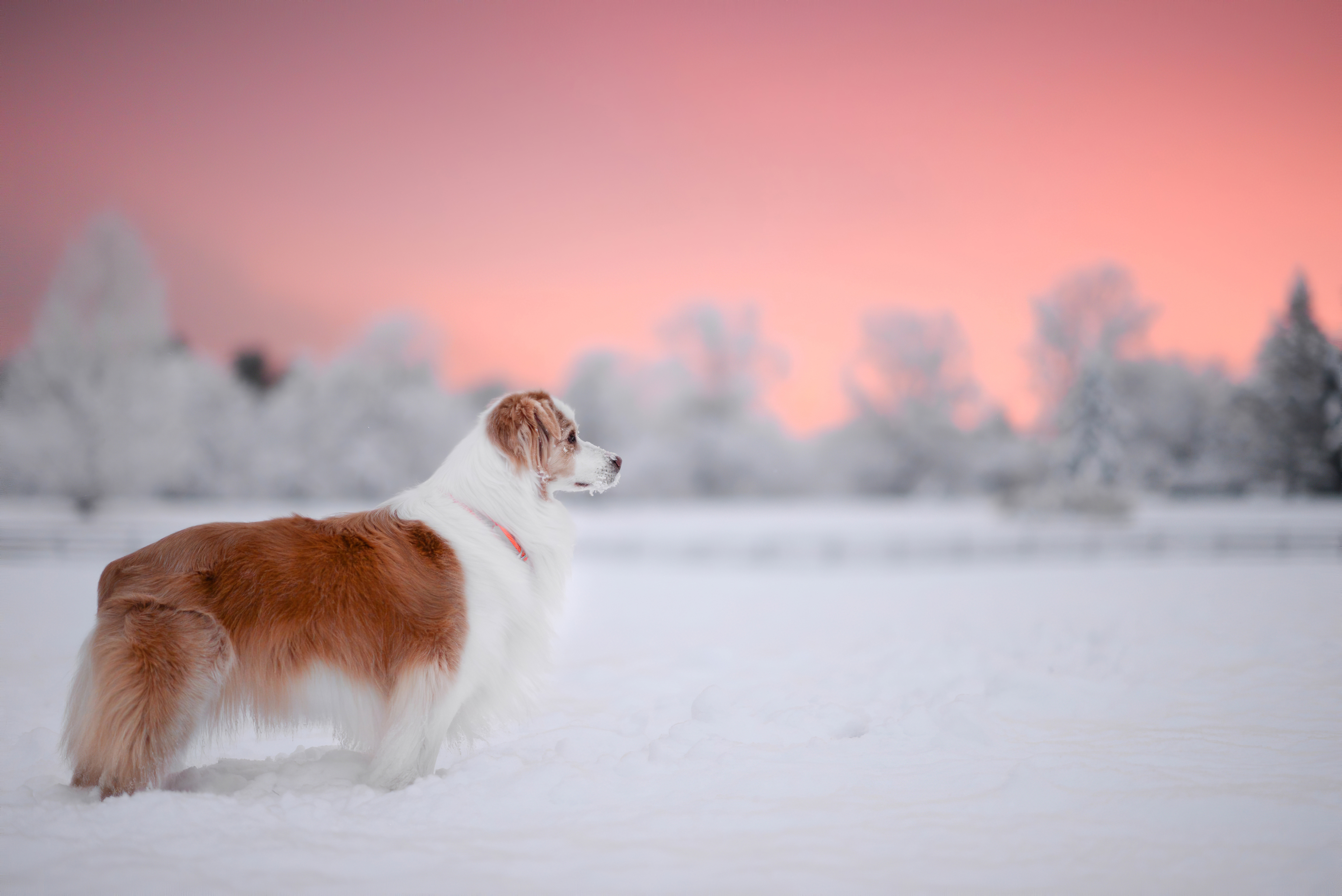 Dog in the snow Wallpaper 4k Ultra HD ID:5786