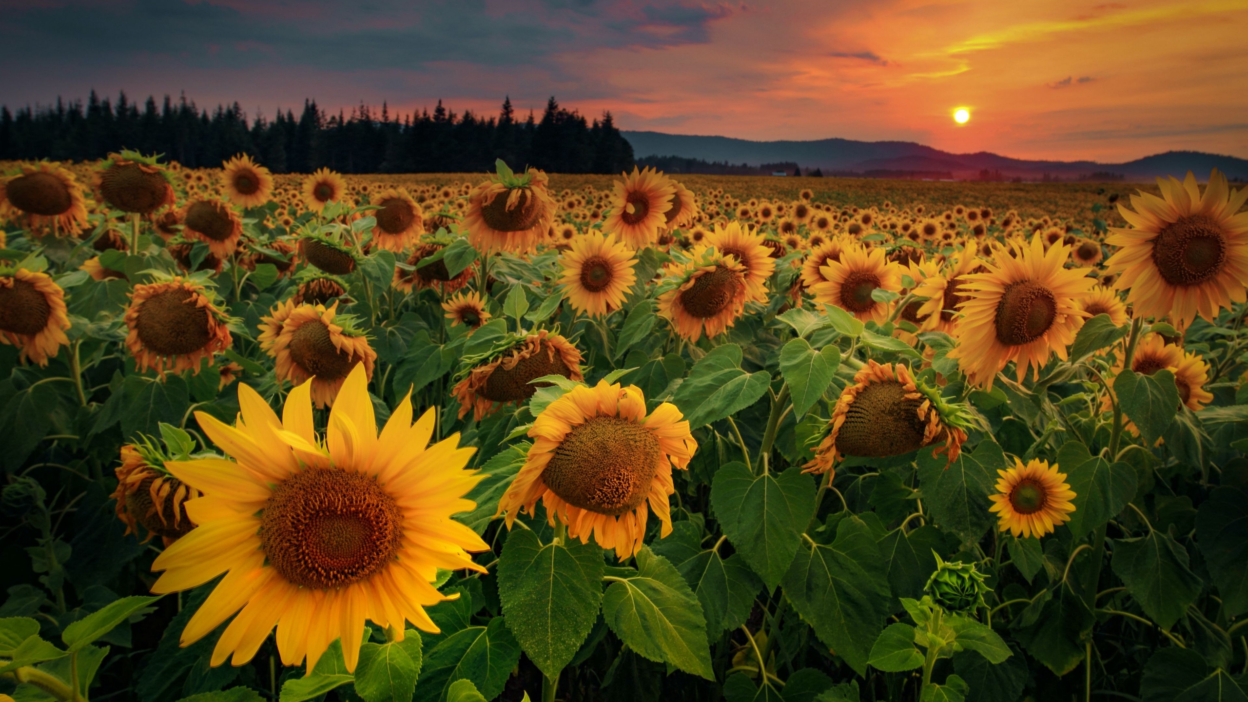 Sunflower Field at sunset Wallpaper 4k Ultra HD ID:5863