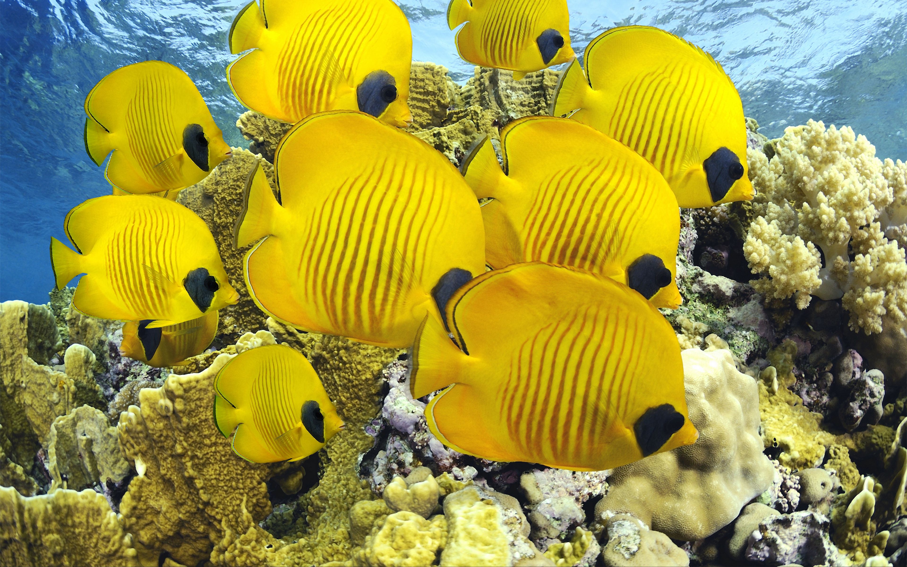 Yellow fish underwater Wallpaper 4k Ultra HD ID:6682