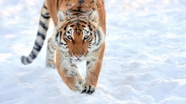 Tigre caminando en la nieve Fondo de pantalla