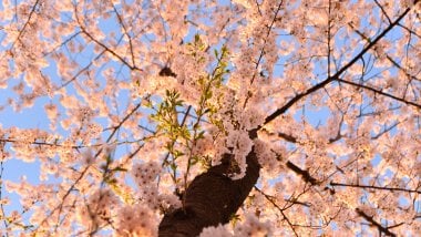 Sakura cerezo Fondo de pantalla