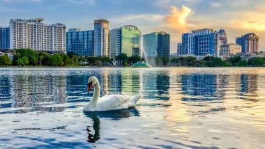 Swan in lake in the middle of city Wallpaper