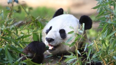 Panda comiendo Fondo de pantalla