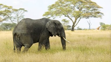 Elefante en la naturaleza Fondo de pantalla