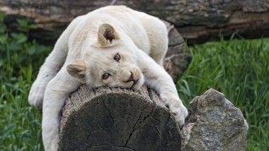 White Lioness hugging tree Wallpaper