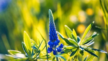 Lupine with leaves Wallpaper