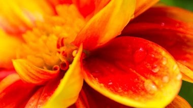 Flor naranja de cerca Fondo de pantalla