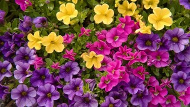 Colorful Petunias Wallpaper