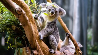 Koala eating leaves Wallpaper