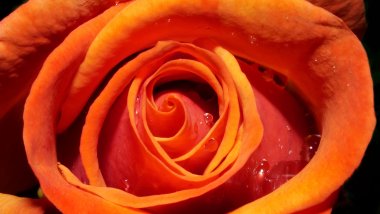 Rosa naranja con gotas de agua Fondo de pantalla