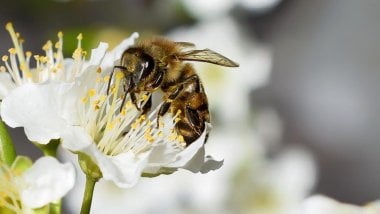 Bee on flower Wallpaper