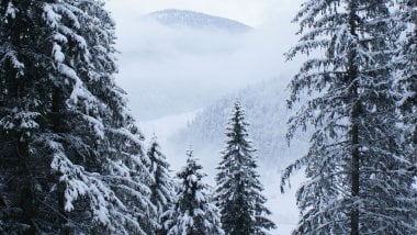 Pine trees with snow Wallpaper