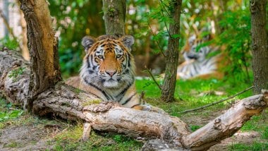 Siberian tiger Wallpaper