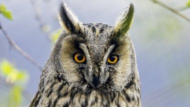Owl looking at the camera Wallpaper