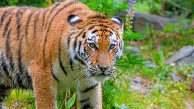 Predador Tigre siberiano Fondo de pantalla