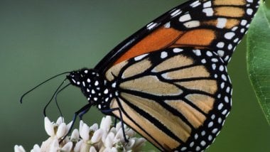 Mariposa monarca sobre flores Fondo de pantalla