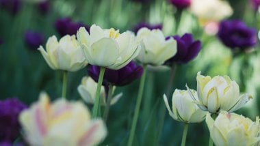 Petalos de tulipanes Fondo de pantalla