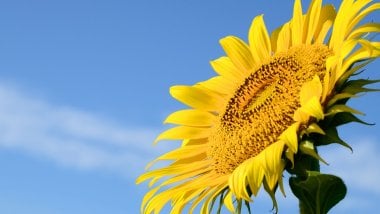 Sunflower with sky in the background Wallpaper