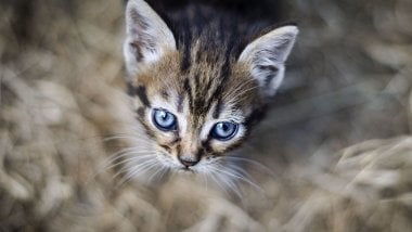 Kitten\'s eyes Wallpaper