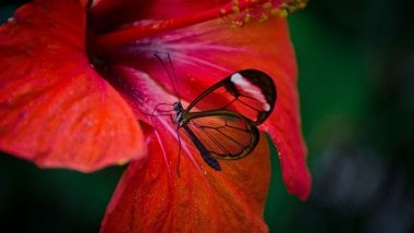 Mariposa en flor roja Fondo de pantalla