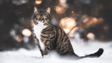 Cat in the snow Wallpaper