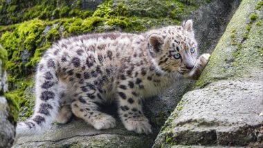 Leopardo de nieve cachorro Fondo de pantalla
