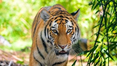 Tigre Wallpaper ID:10593