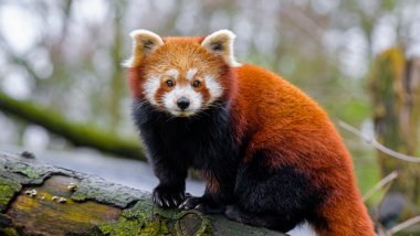 Panda Rojo sobre árbol Fondo de pantalla